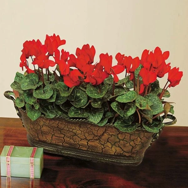 Trio Of Red Cyclamen, Three Pots In Metal Cachepot 2 Trio Of Red Cyclamen, Three Pots In Metal Cachepot - Image 2