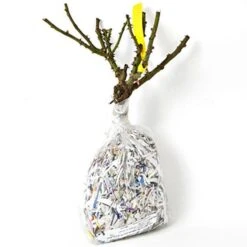 Rose 'William Baffin' -Olivia Plants Sales x600 25249