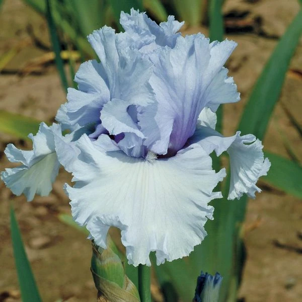 Iris Germanica 'Café Bleu' - Reblooming 2 Iris Germanica 'Café Bleu' - Reblooming - Image 2