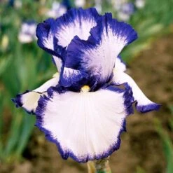 Iris Germanica 'Presby's Crown Jewel' - Reblooming -Olivia Plants Sales x600 25264