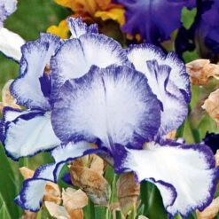Iris Germanica 'Presby's Crown Jewel' - Reblooming -Olivia Plants Sales x600 25267