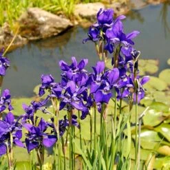 Iris Sibirica 'Caesar's Brother' -Olivia Plants Sales x600 25274