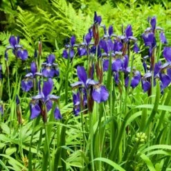 Iris Sibirica 'Caesar's Brother' -Olivia Plants Sales x600 25275