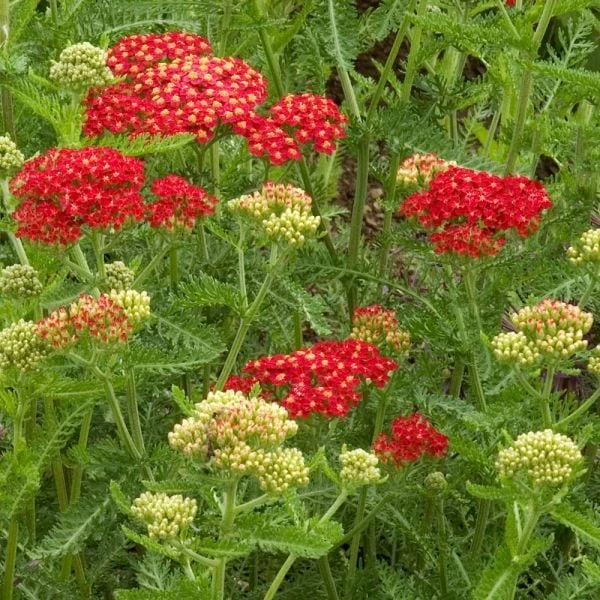 Achillea Millefolium 'Paprika' 1 Achillea Millefolium 'Paprika'