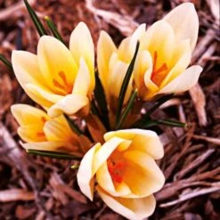 Crocus In Yellow Shades Mix -Olivia Plants Sales x600 25282 1