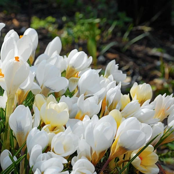 White Shades Crocus Mix 1 White Shades Crocus Mix