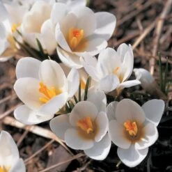 White Shades Crocus Mix 7 White Shades Crocus Mix -Olivia Plants Sales x600 25284