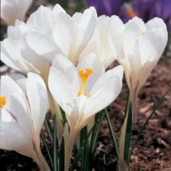 White Shades Crocus Mix 8 White Shades Crocus Mix -Olivia Plants Sales x600 25285