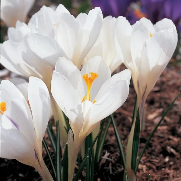 White Shades Crocus Mix 4 White Shades Crocus Mix - Image 4