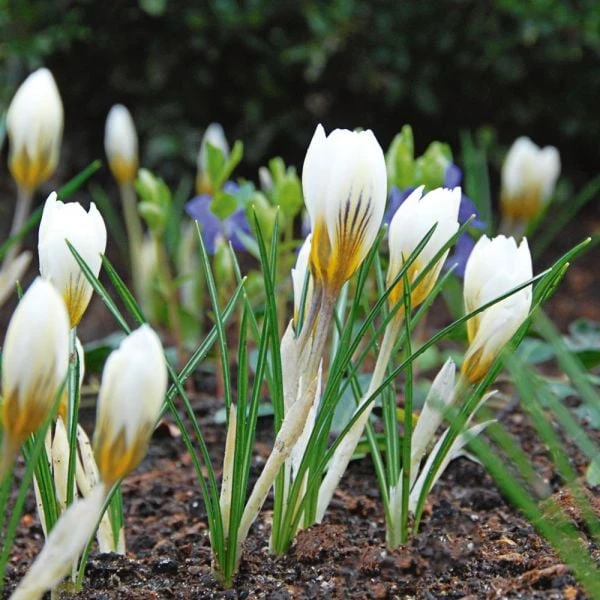 White Shades Crocus Mix 5 White Shades Crocus Mix - Image 5