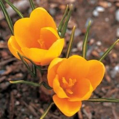 Crocus In Yellow Shades Mix -Olivia Plants Sales x600 25300