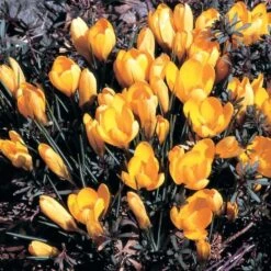 Crocus In Yellow Shades Mix -Olivia Plants Sales x600 25301