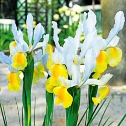 Dutch Iris Mix -Olivia Plants Sales x600 25303