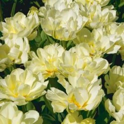 Tulip 'Exotic Emperor' -Olivia Plants Sales x600 25314