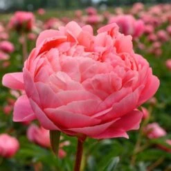 Peony 'Coral Charm' 11 Peony 'Coral Charm' -Olivia Plants Sales x600 25318