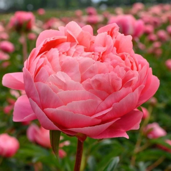 Peony 'Coral Charm' 3 Peony 'Coral Charm' - Image 3