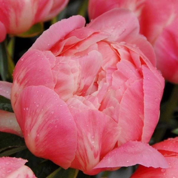 Peony 'Coral Charm' 1 Peony 'Coral Charm'