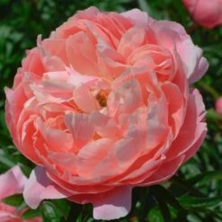 Peony 'Coral Charm' 12 Peony 'Coral Charm' -Olivia Plants Sales x600 25320