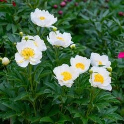 Peony 'Jan Van Leeuwen' -Olivia Plants Sales x600 25334