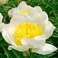Peony 'Jan Van Leeuwen' -Olivia Plants Sales x600 25335