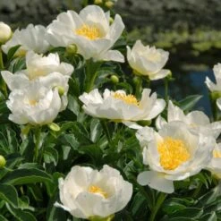 Peony 'Jan Van Leeuwen' -Olivia Plants Sales x600 25336