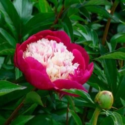 Peony 'White Cap' -Olivia Plants Sales x600 25355