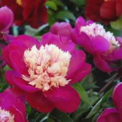 Peony 'White Cap' -Olivia Plants Sales x600 25356