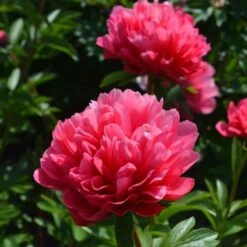 Peony 'Lorelei' -Olivia Plants Sales x600 25362