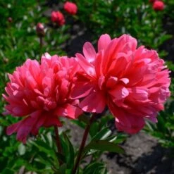 Peony 'Lorelei' -Olivia Plants Sales x600 25363