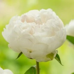 Peony 'Elsa Sass' -Olivia Plants Sales x600 25369
