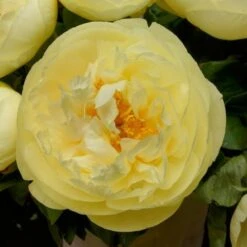 Peony 'Lemon Chiffon' -Olivia Plants Sales x600 25371