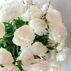 Peony 'Bowl Of Cream' -Olivia Plants Sales x600 25374