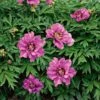 Peony 'Morning Lilac' - Itoh Peony