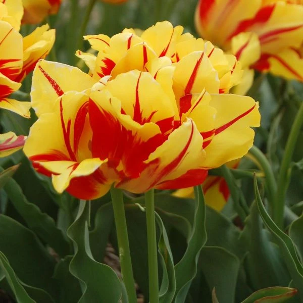 Tulip 'Monsella' 2 Tulip 'Monsella' - Image 2