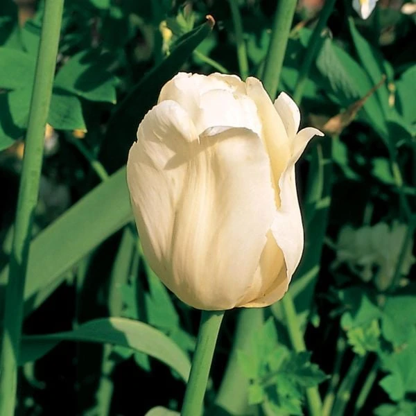 Tulip 'Ivory Floradale' 7 Tulip 'Ivory Floradale' - Image 7
