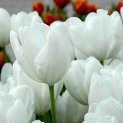 Spring Brights Darwin Hybrid Tulip Mix 14 Spring Brights Darwin Hybrid Tulip Mix -Olivia Plants Sales x600 25433