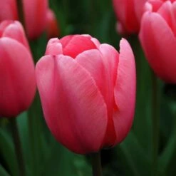 Tulip 'Pink Impression' 7 Tulip 'Pink Impression' -Olivia Plants Sales x600 25441
