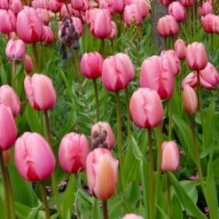 Tulip 'Pink Impression' 8 Tulip 'Pink Impression' -Olivia Plants Sales x600 25442