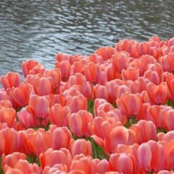 Tulip 'Apricot Impression' -Olivia Plants Sales x600 25444