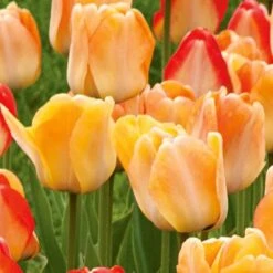 Spring Brights Darwin Hybrid Tulip Mix 15 Spring Brights Darwin Hybrid Tulip Mix -Olivia Plants Sales x600 25446
