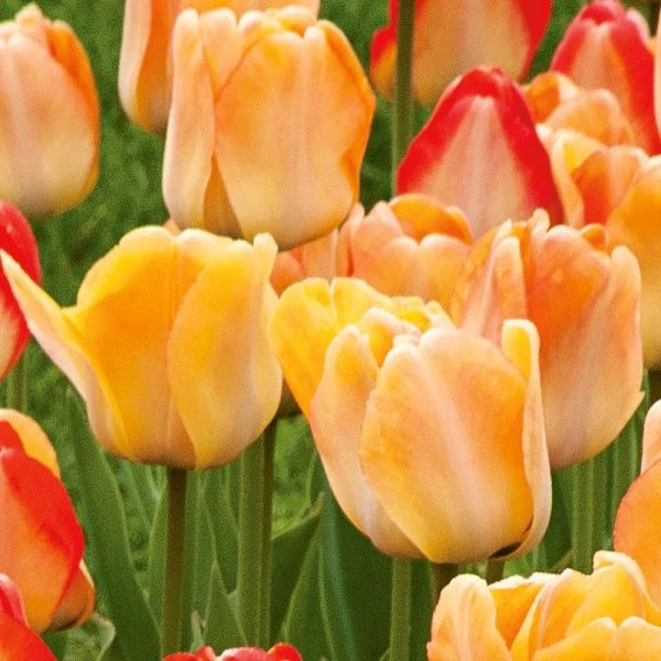 Spring Brights Darwin Hybrid Tulip Mix 7 Spring Brights Darwin Hybrid Tulip Mix - Image 7
