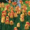 Spring Brights Darwin Hybrid Tulip Mix