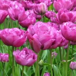 Tulip 'Backpacker' -Olivia Plants Sales x600 25454