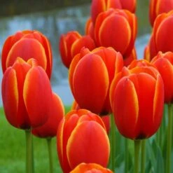 Next Generation Perennial Tulip Mix -Olivia Plants Sales x600 25455