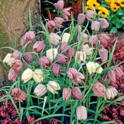Fritillaria Meleagris Mix -Olivia Plants Sales x600 25476