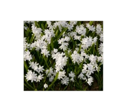 Puschkinia Scilloides Var. Libanotica -Olivia Plants Sales x600 2549