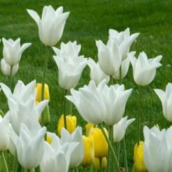 Tulip 'White Triumphator' -Olivia Plants Sales x600 25493