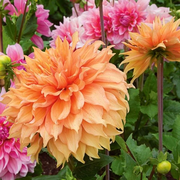 Dahlia 'Hamari Gold' 2 Dahlia 'Hamari Gold' - Image 2