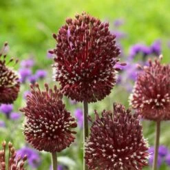 Allium Amethystinum 'Red Mohican' -Olivia Plants Sales x600 25504