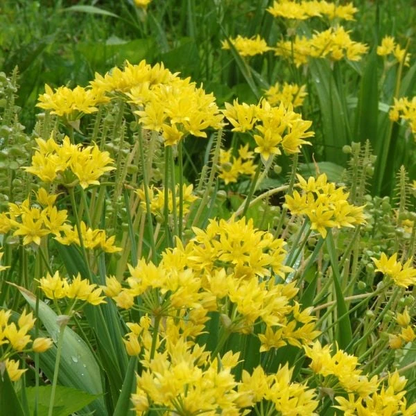 Allium Moly 2 Allium Moly - Image 2